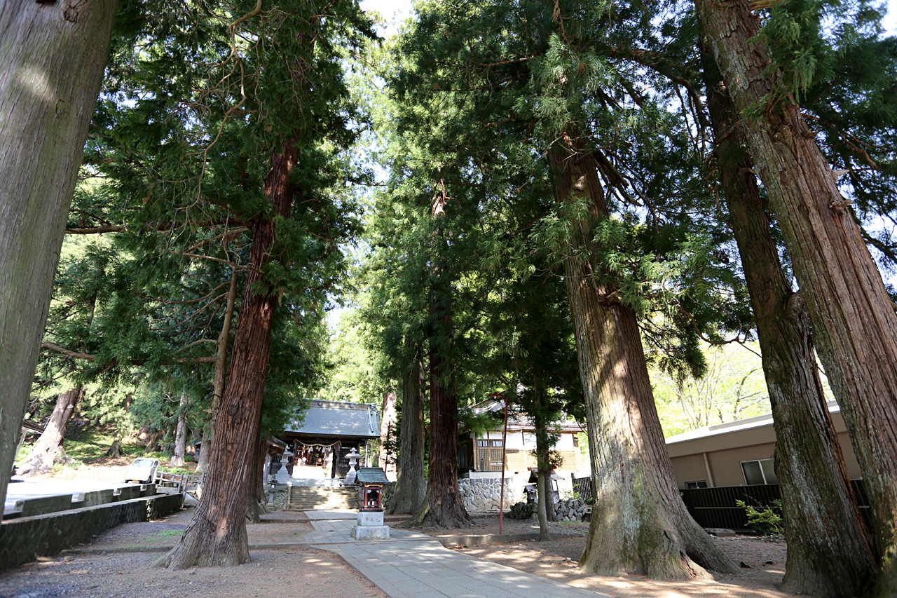Cedar trees on the Kawaguchi Asama shrine approach