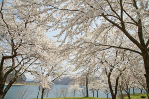 The garden in front of the Ashiwada Hotel