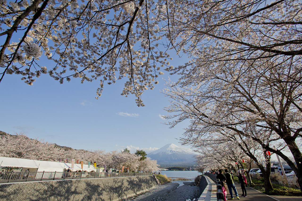 富士 河口湖さくら祭り 湖畔0本の桜と富士山の共演 河口湖 Net