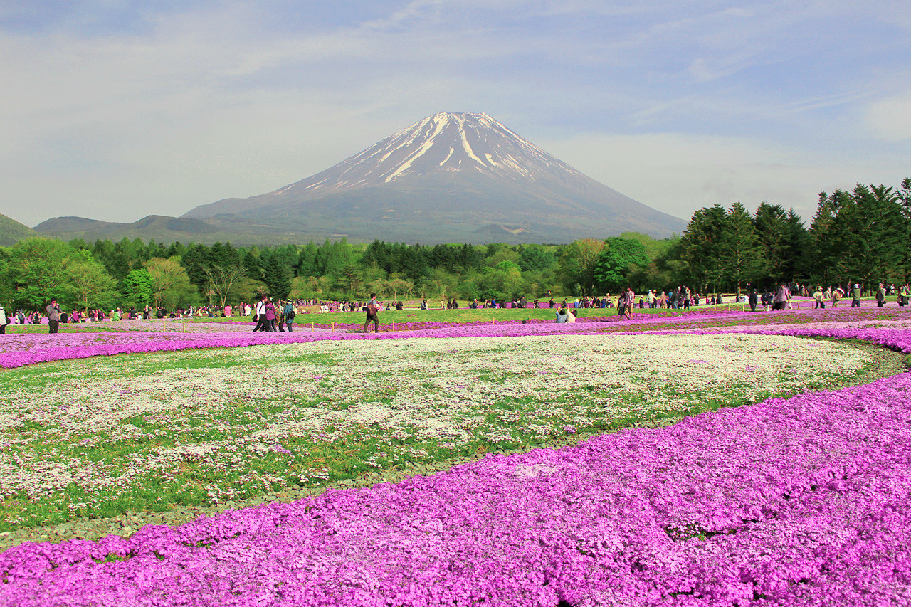 富士芝桜まつり ピンクや白で彩られた芝桜の絨毯と富士山 河口湖 Net