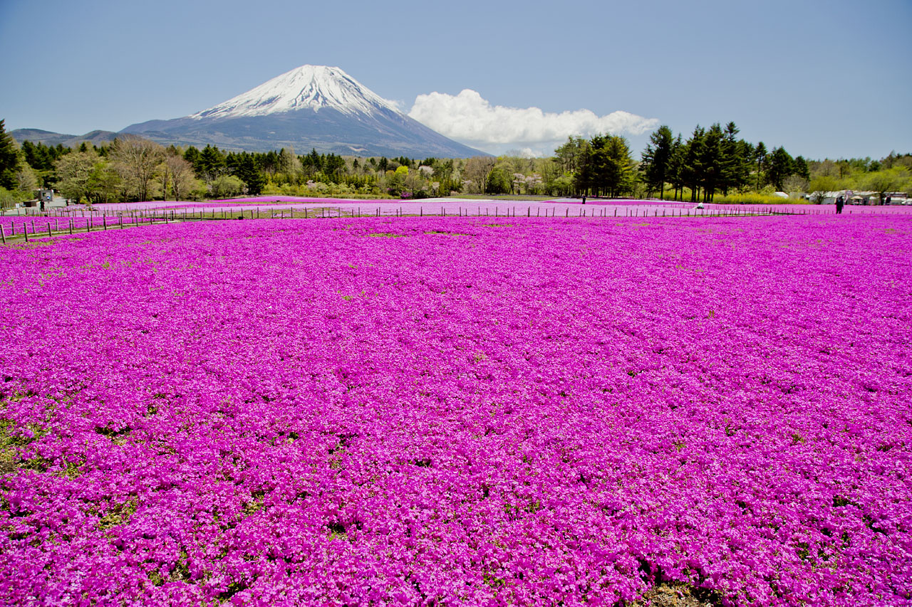 富士芝桜まつり ピンクや白で彩られた芝桜の絨毯と富士山 河口湖 Net